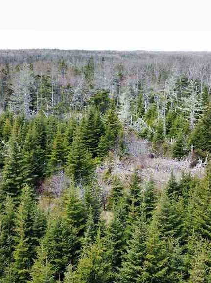 Barrington, Nova Scotia - 204 acres