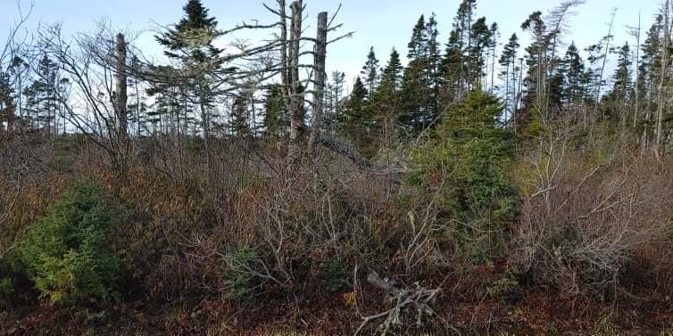 Shelburne Nova Scotia - 2.65 acres