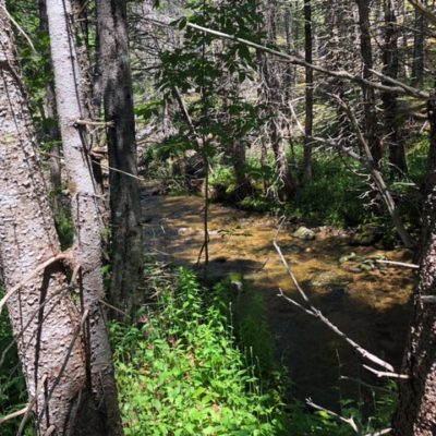 Cabot Trail woods