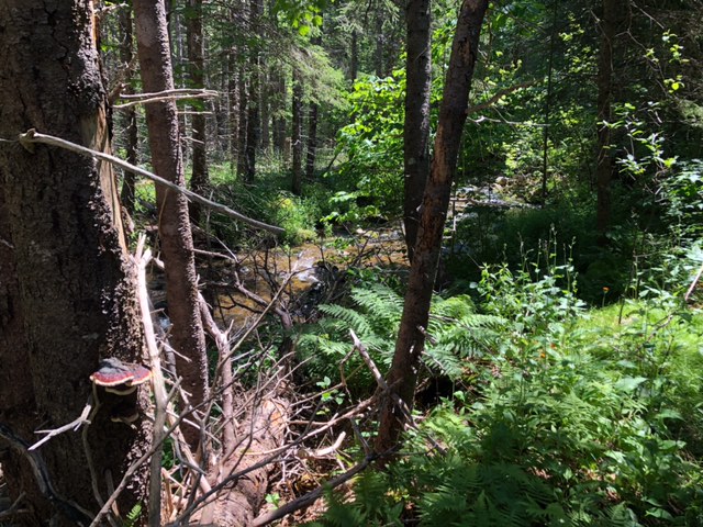 Cabot Trail Terrain