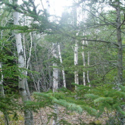 Birch Trees