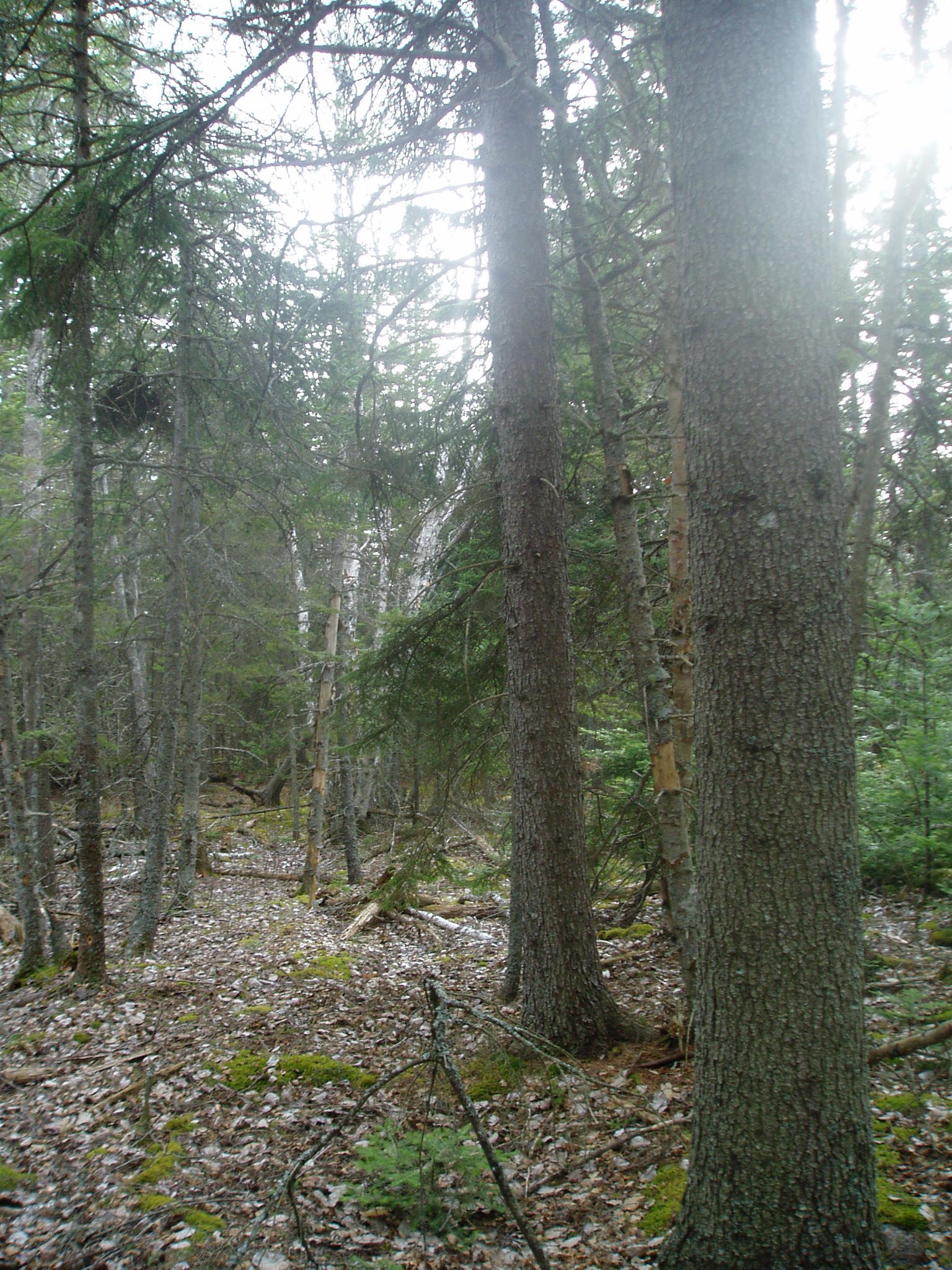 Acadian Forest tips for Woodlot Owners